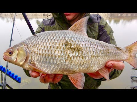 Видео: Ну і рибалка! Плотва як собака! Все пішло не по плану, Але Десну ми розловили!