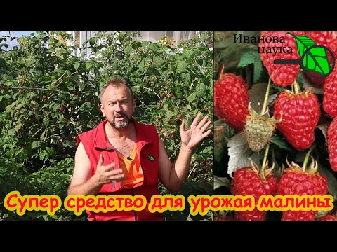 Видео: ОСЕННЯЯ ПОДКОРМКА МАЛИНЫ, ОТ КОТОРОЙ ЗАВИСИТ УРОЖАЙ. Не поленитесь. подкормите. Весной будет поздно!