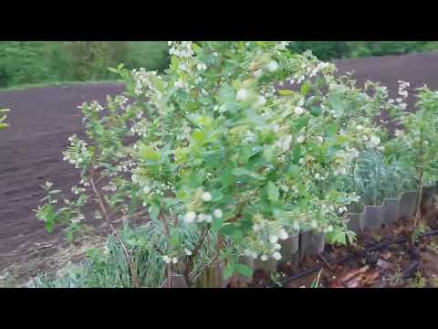Видео: 5 травня. Квітне лохина, підживлення і думки вголос.