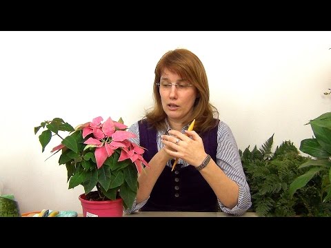 Видео: Весенняя обрезка и пересадка пуансеттии