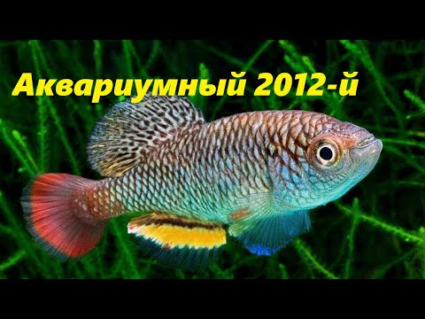 Видео: Аквариумная ретроспектива. Год 2012 й