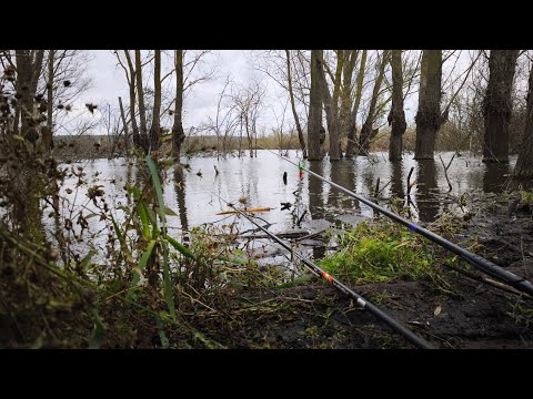 Видео: Карась в Жовтні!!!😱 Херабуна VS Опариш! Відро Карасів🐟
