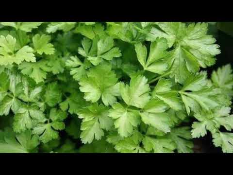 Видео: Як правильно посіяти петрушку під зиму ? Чи варто сіяти петрушку під зиму ? Сіємо петрушку під зиму.