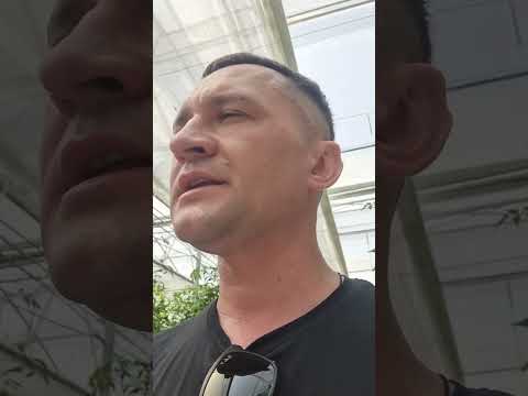 Видео: Доктор  Харвест и белокрылка . Простыми словами про эффективность безопасного органического инсект.