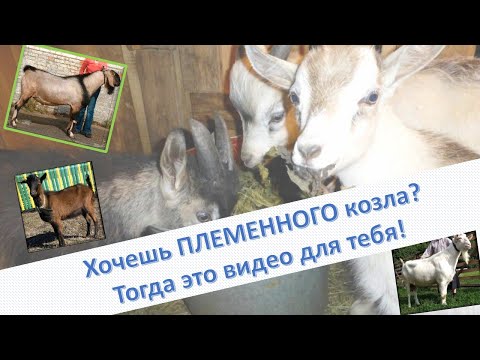 Видео: Племенной козёл  -1 часть.