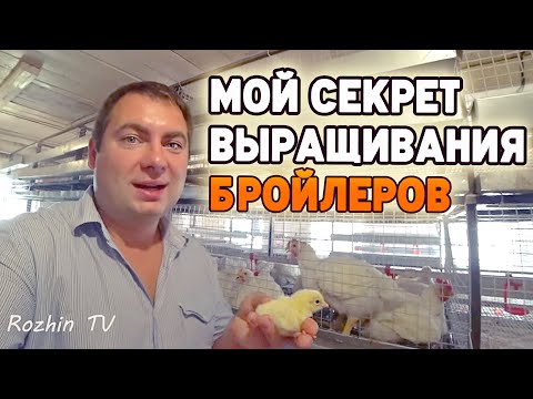 Видео: Бройлеры выращивание и уход. Забой бройлера / Бизнес на бройлерах