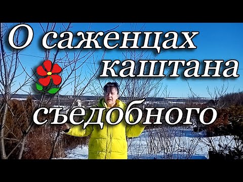 Видео: Саженцы каштана съедобного. Как купить растение, и не перепутать его с другим каштаном.
