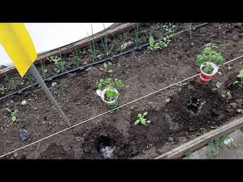 Видео: Засаждане на домати с винтоверт