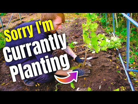 Видео: Фруктовая клетка-полотуннель — посадка плодов моего будущего труда