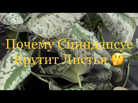 Видео: Почему Сциндапсус Крутит Листья ?🤔