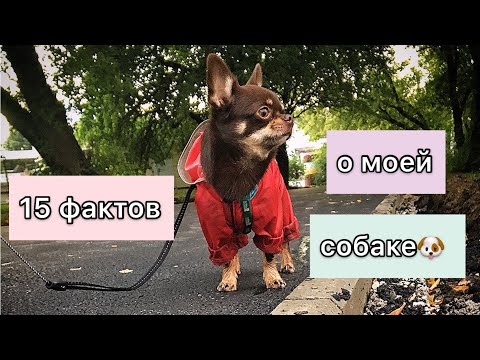 Видео: 15 фактов о моей собаке. Чихуахуа Арчи