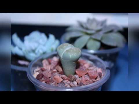 Видео: Спасаем ЛИТОПС ч2 результат через 2 месяца