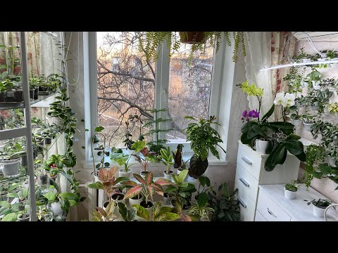 Видео: Цветочные хлопоты . 8 марта 2025 г.