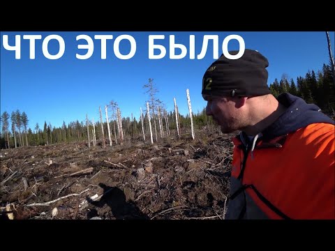 Видео: ПОСАДИЛИ В ФИНЛЯНДИИ лес ЧТО ЭТО БЫЛО