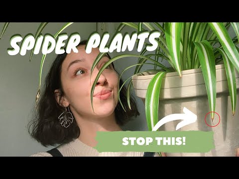 Видео: УХОД ЗА РАСТЕНИЕМ-ПАУКОМ + РАЗМНОЖЕНИЕ | почему кончики вашего растения-паука становятся коричнев...