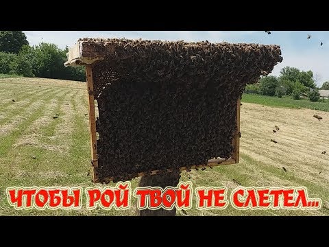 Видео: Чтобы рой твой не слетел - Посмотри! Запомни! Сделай!