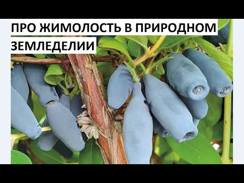 Видео: Жимолость в природном земледелии.