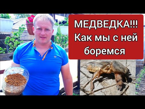 Видео: Медведка! Как мы с ней боремся