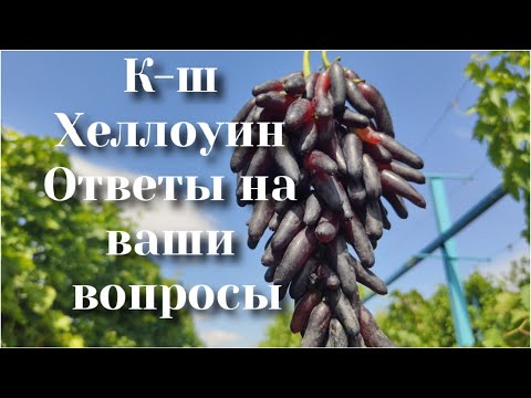 Видео: К-ш Хеллоуин. Отвечаем на Ваши вопросы.