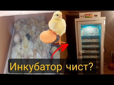 Видео: ИНКУБАТОР ЧИСТ ВА ЧИ ХЕЛ ЧУҶА АЗ ТУХМ МЕБАРОЯД.Беҳтарин зотҳои  мурги тухмдех дар Тоҷикистон.