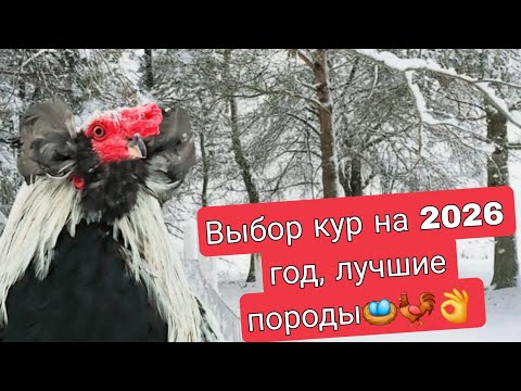 Видео: Обзор пород кур в моем хозяйстве, каких кур я заведу в следующем году?
