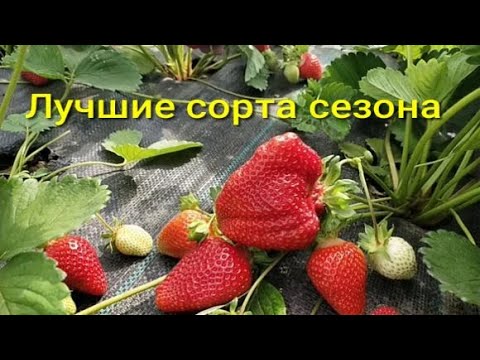 Видео: Наш КЛУБНИЧНЫЙ СЕЗОН  2024