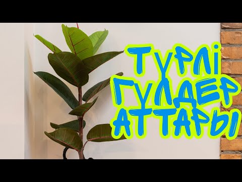 Видео: Түрлі үй гүлдерінің аттары. гүлдер әдемі. үй гүлдері. бөлме гүлдерің күтімі.