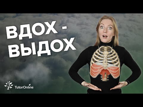 Видео: Механизм вдоха и выдоха 📺👀 Биология | TutorOnline