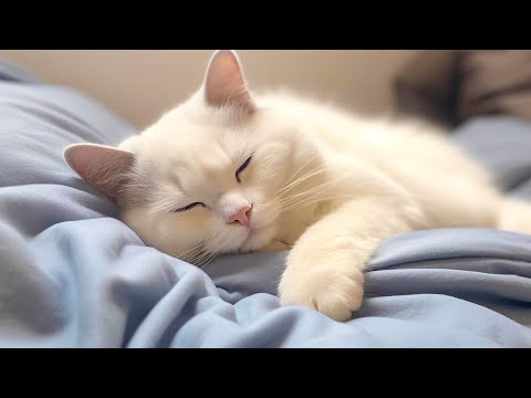 Видео: Сладкая арфовая музыка, которая нравится кошкам 😽 Музыка для сна для кошек, которая сразу же усы...