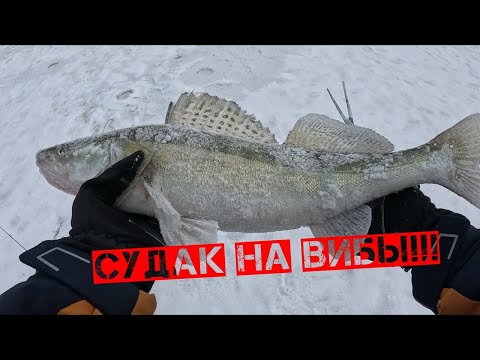 Видео: Быстрая ловля судака на вибы!