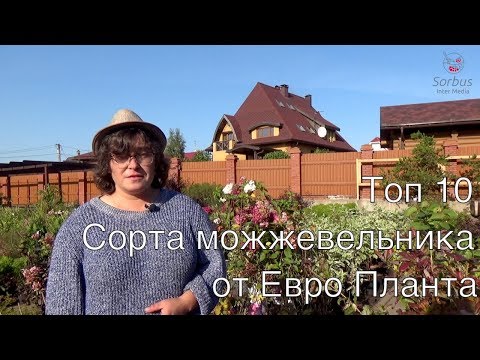 Видео: Топ 10.  Сорта можжевельника от Самойленко Натальи