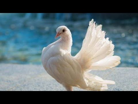 Видео: Қора қамиш КАБУТАР БОЗОРИ 14  декабрь 2024