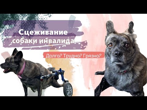 Видео: СЦЕЖИВАНИЕ СОБАКИ ИНВАЛИДА | СЛОЖНО? ДОЛГО? ГРЯЗНО?