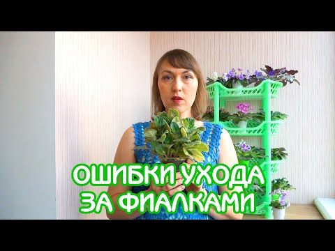 Видео: Ошибки ухода | КОШМАРНАЯ ФИАЛКА | Советы по уходу за фиалками #16 | Мои фиалки