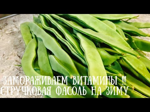 Видео: ЗАМОРОЗКА СТРУЧКОВОЙ ФАСОЛИ НА ЗИМУ