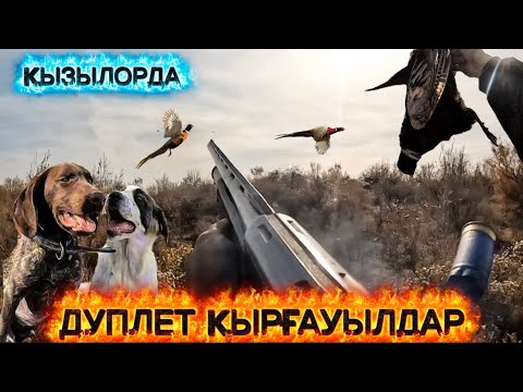 Видео: Қырғауылдарды қос-қостан дуплет аттық. @azamatgs #kazakhstan #охота #фазан