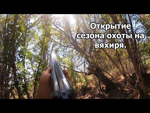 Видео: Открытие сезона охоты на голубя 2021 г., Алматинская область. Охота с подхода.