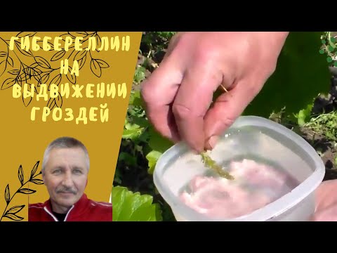 Видео: Обработка гиббереллином на выдвижении гроздей.
