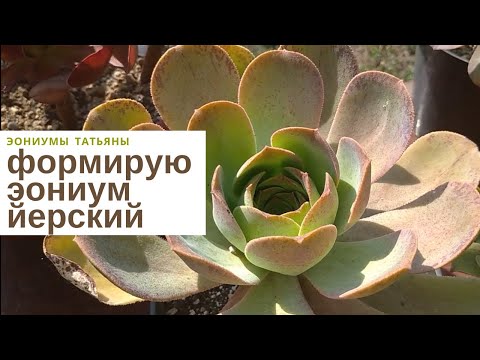 Видео: Формирую и размножаю эониум йерский