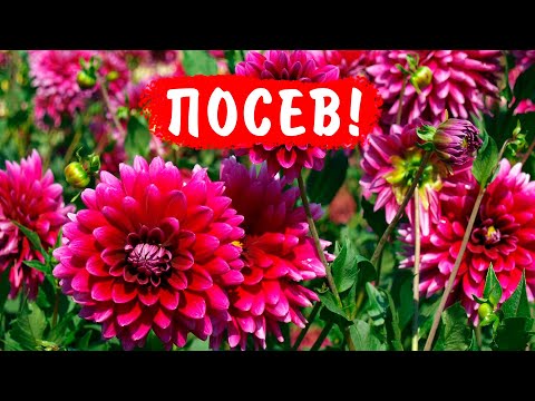 Видео: ВСЁ О ПОСЕВЕ ГЕОРГИНОВ ОДНОЛЕТНИХ!