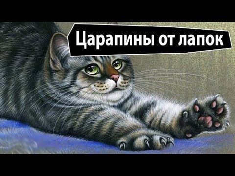 Видео: Как самому убрать царапины на коже от когтей животных