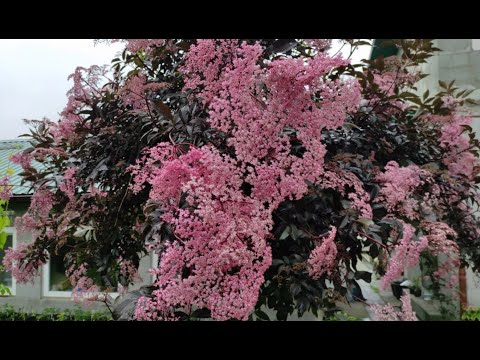 Видео: Квітує бузина, калікант та інше