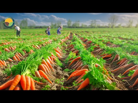 Видео: Сбор и переработка моркови — современные методы выращивания моркови | Документальный фильм о сель...