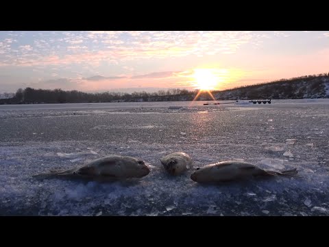 Видео: Ловля карася со льда. Рыбалка зимой от Михалыча