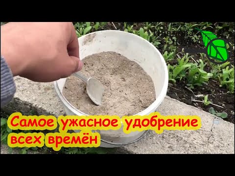 Видео: ЗОЛА - ПОЛЬЗА И ВРЕД ПОДКОРМКИ РАСТЕНИЙ ЗОЛОЙ. ПЛЮСЫ И МИНУСЫ древесной золы. Как использовать золу.