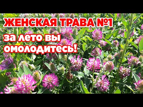 Видео: КЛЕВЕР ЛУГОВОЙ ТАК МНОГО НЕЛЬЗЯ НО ОЧЕНЬ ХОЧЕТСЯ
