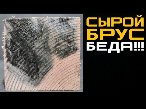 Видео: Сырой брус - БЕДА! Как спасти деревянный брус от плесени, грибка или синевы?