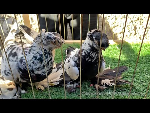 Видео: Птичий рынок г. Ташкент - ГОЛУБИ (16.01.2021)