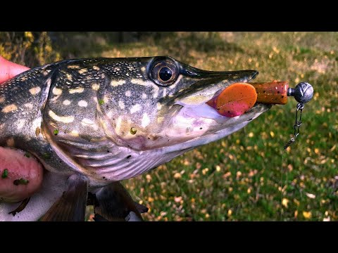 Видео: ЛОВЛЯ ЩУКИ НА СИЛІКОН НА СПІНІНГ З БЕРЕГА !!!
