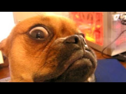Видео: 🤣🐶 Подборка смешных собачьих провалов: приготовьтесь к смеху и ахуе! 🤣🐕
